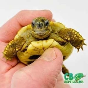 small tortoise species