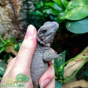 iguana shedding