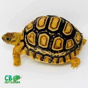 leopard tortoise care