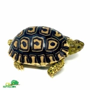 leopard tortoise humidity