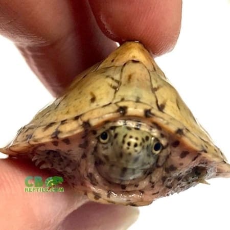 razorback musk turtle