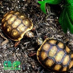 red foot tortoise care