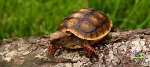 red foot tortoise size