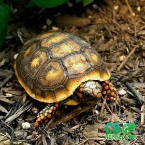 red footed tortoise care