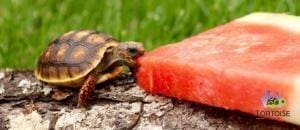 red footed tortoise lifespan