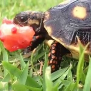 red footed tortoise size