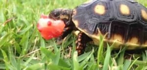 red footed tortoise temperature