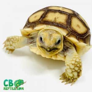 Sulcata tortoise care