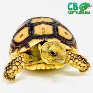 Sulcata tortoise for sale