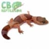 african fat tailed gecko