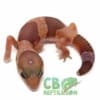 african fat tailed gecko for sale
