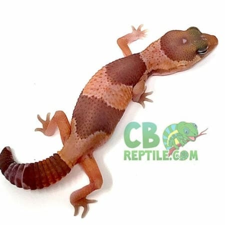african fat tailed gecko morph