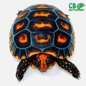 cherry head tortoise humidity