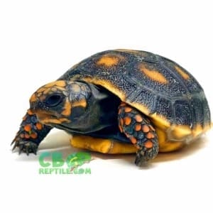 cherry head tortoise lifespan