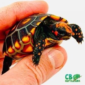 baby tortoise sale