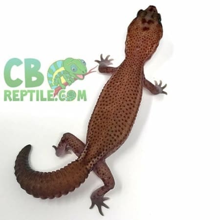 african fat tail gecko for sale