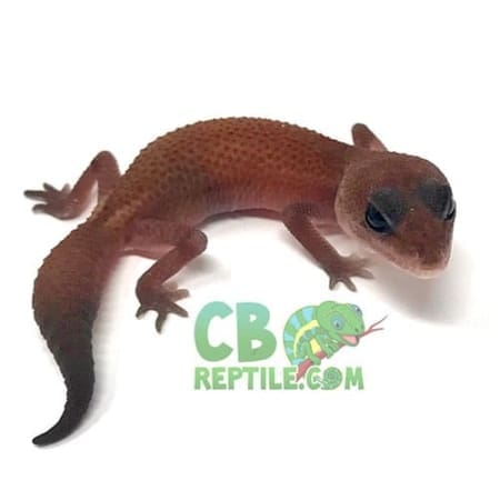 african fat tail gecko for sale