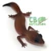 african fat tail geckos for sale