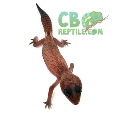 african fat tail gecko for sale