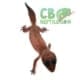 african fat tail gecko for sale