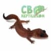 african fat tail geckos for sale