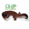 patternless african fat tail gecko for sale