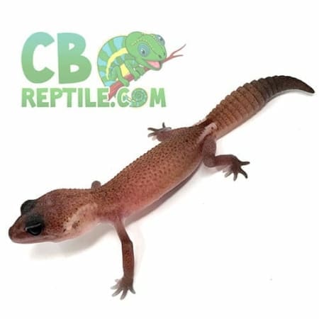 african fat tail geckos for sale