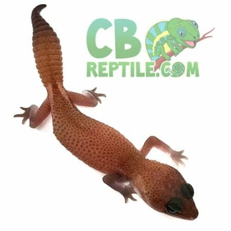 african fat tail gecko for sale