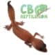 african fat tail gecko for sale