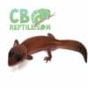 african fat tail geckos for sale