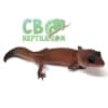 patternless african fat tail gecko for sale
