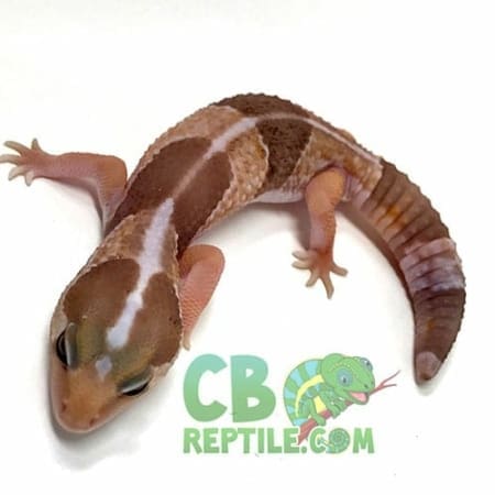 african fat tailed gecko