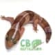 african fat tailed gecko