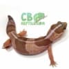 african fat tailed gecko for sale