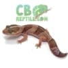 african fat tailed gecko morph