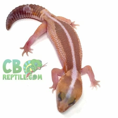 african fat tailed gecko morph