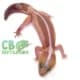 african fat tailed gecko morph