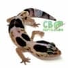 african fat tailed gecko