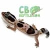 african fat tailed gecko for sale