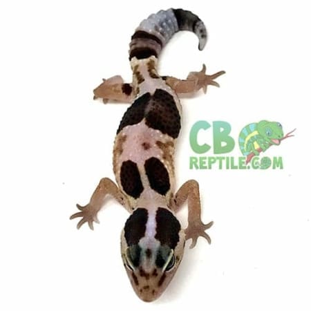 african fat tailed gecko morph