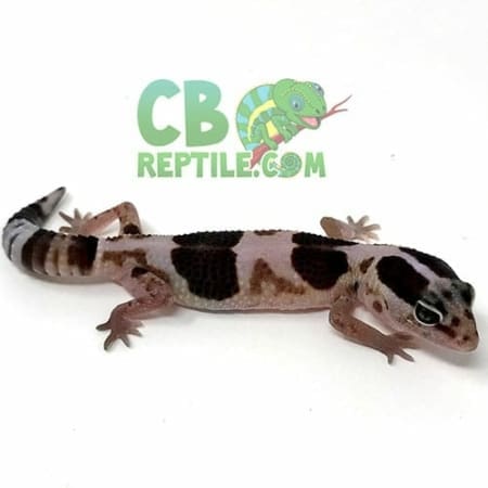 african fat tailed gecko