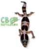 african fat tailed gecko for sale