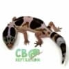 african fat tailed gecko morph