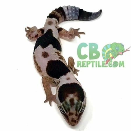 african fat tailed gecko morph