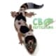 african fat tailed gecko morph