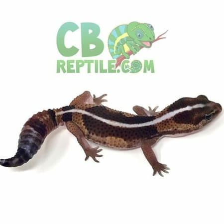 african fat tail geckos for sale