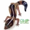 african fat tailed gecko for sale