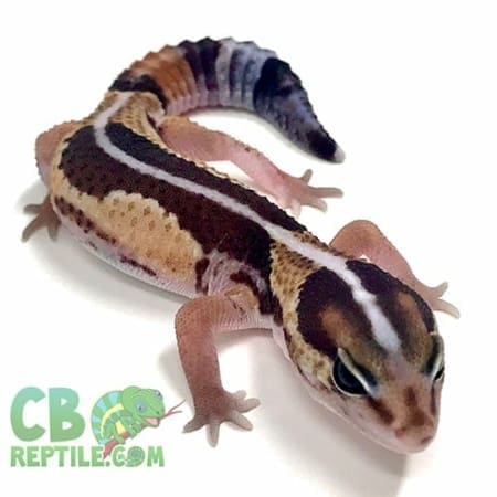 african fat tailed geckos for sale