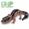 african fat tailed gecko morph