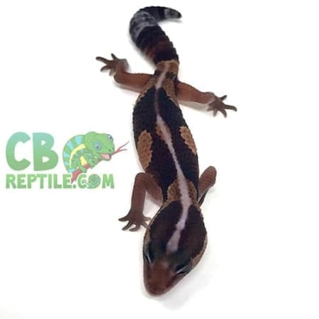 african fat tailed gecko for sale